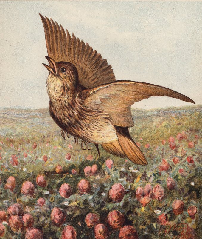  by Harrison William Weir