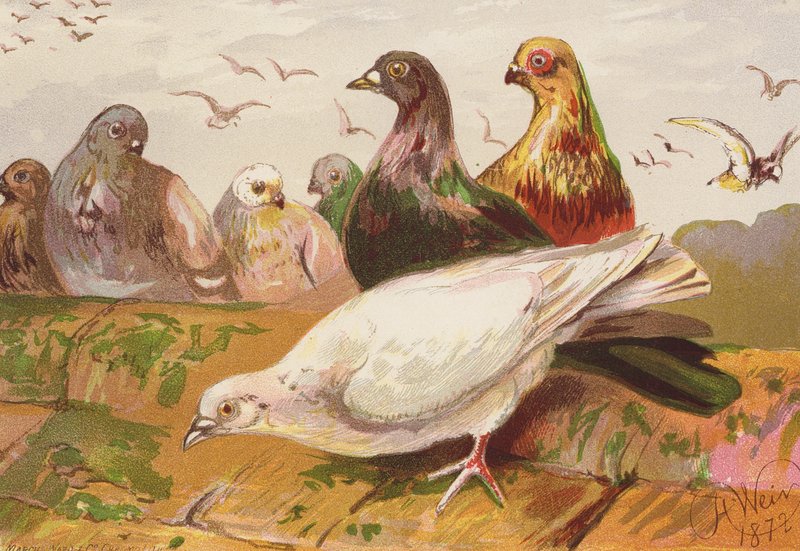  by Harrison William Weir