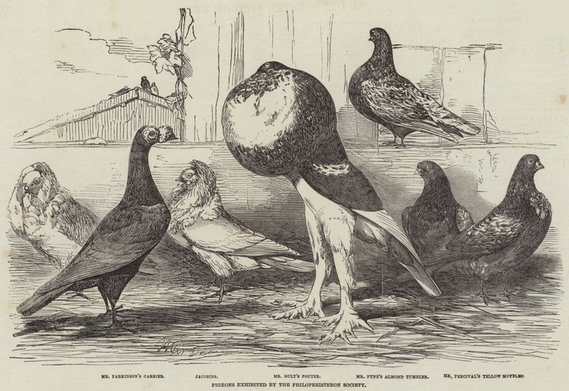 Philoperisteron Society tarafından sergilenen güvercinler by Harrison William Weir
