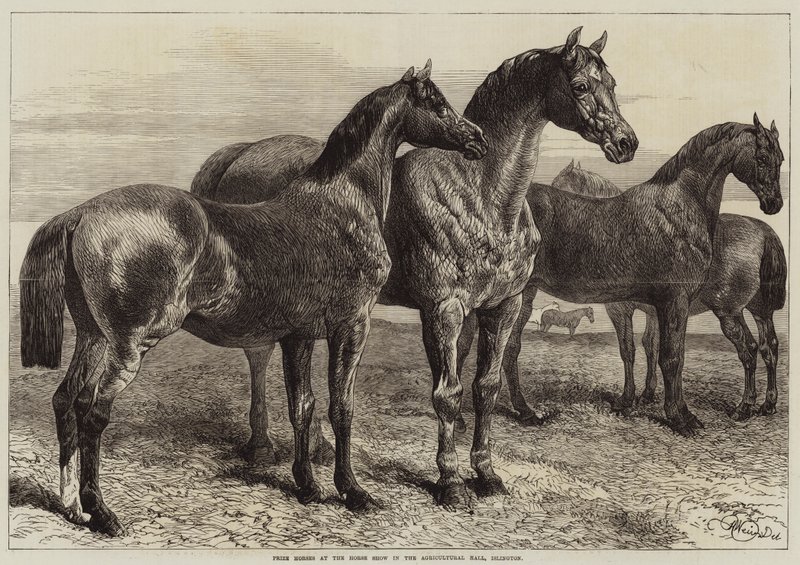 Islington, Tarım Salonundaki At Gösterisinde Ödül Atları by Harrison William Weir