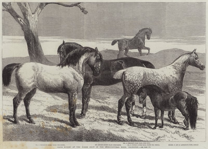 Islington, Tarım Salonundaki At Gösterisinde Ödül Atları by Harrison William Weir