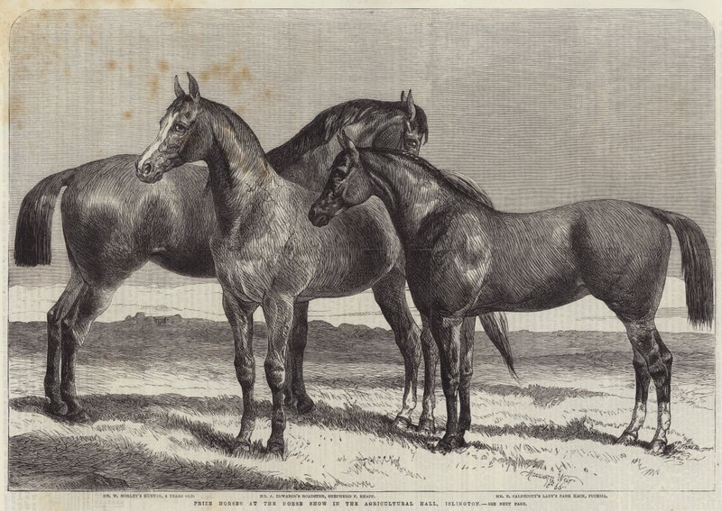 Islington, Tarım Salonundaki At Gösterisinde Ödül Atları by Harrison William Weir