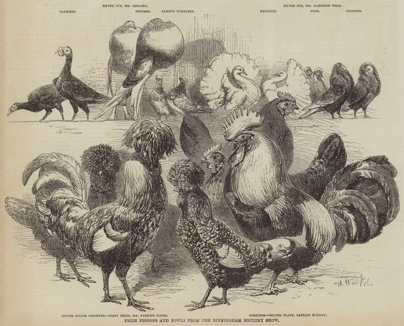 Birmingham Poultry Show