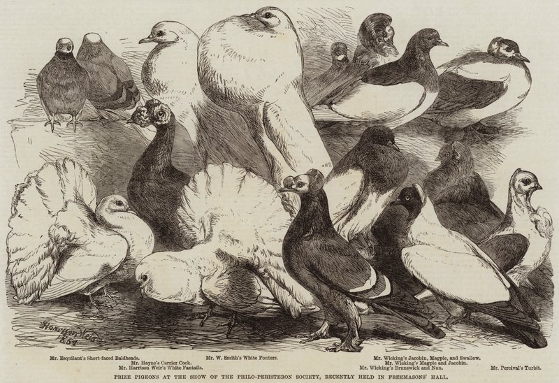 Yakın zamanda Masonlar Salonunda düzenlenen Philo-Peristeron Topluluğu Gösterisinde Güvercinler Ödülü by Harrison William Weir