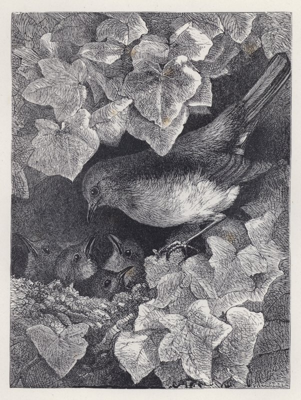 Robin