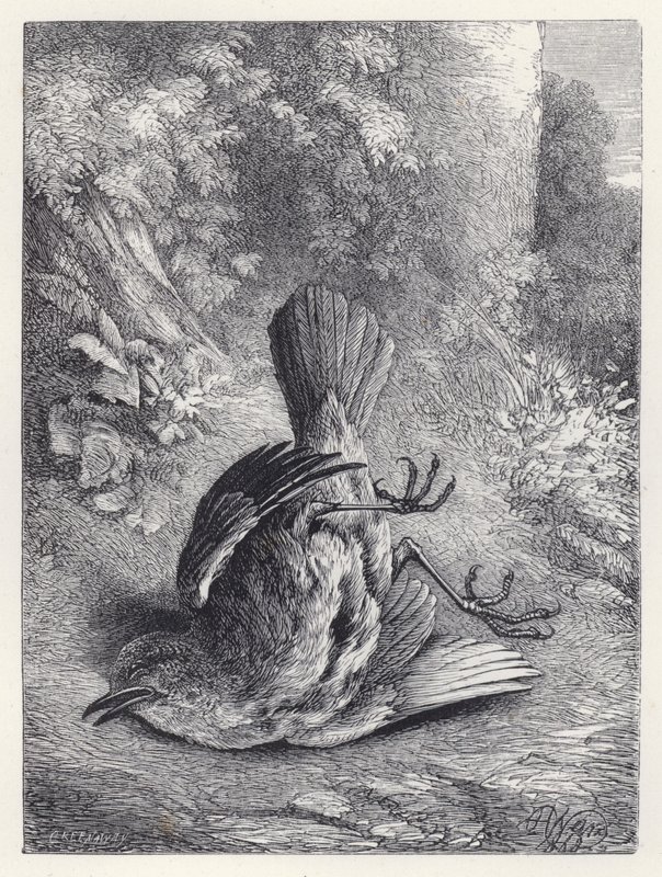 Robin Düşüşüyle Sersemletildi (gravür) by Harrison William Weir