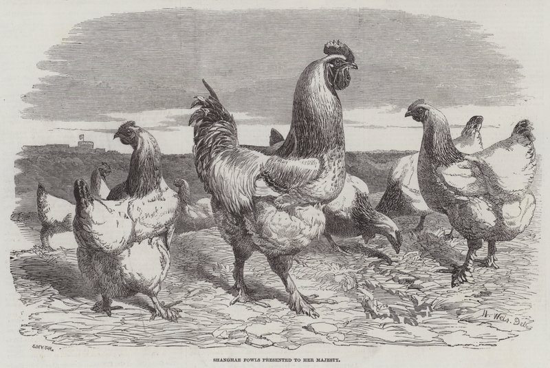 Shanghae Fowls Majestelerine takdim edildi by Harrison William Weir