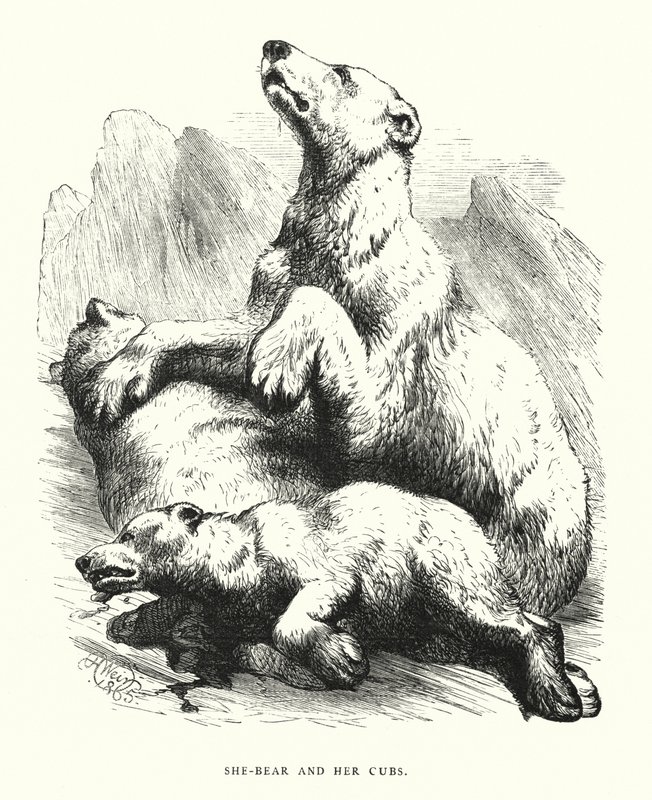Dişi ayı ve yavruları (gravür) by Harrison William Weir