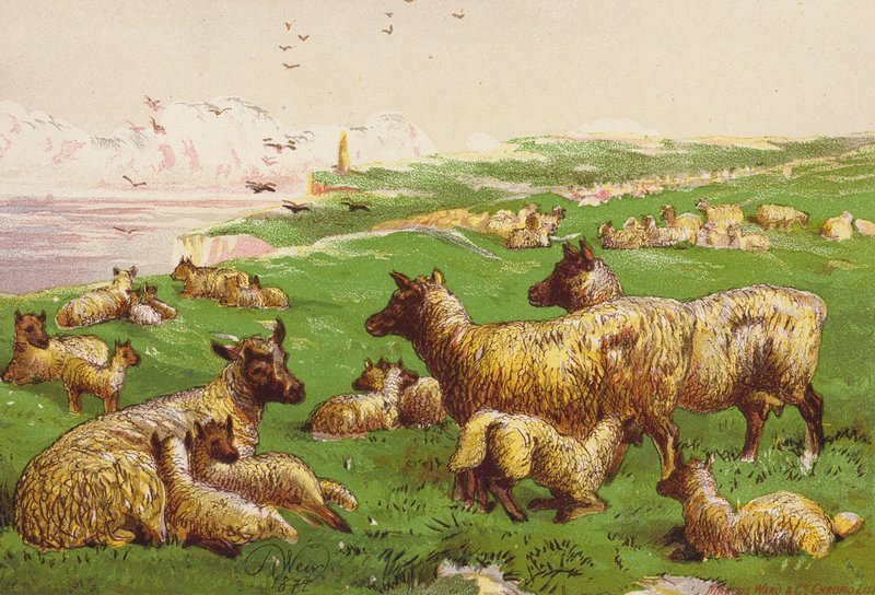  by Harrison William Weir