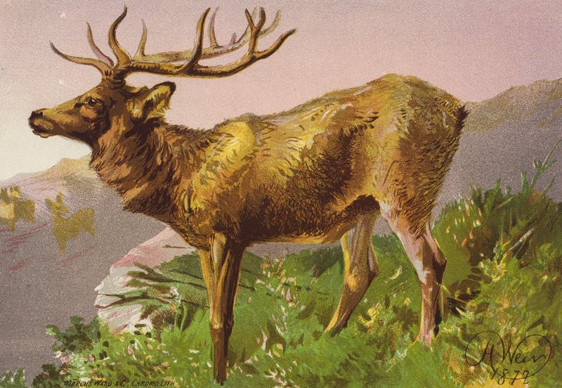  by Harrison William Weir