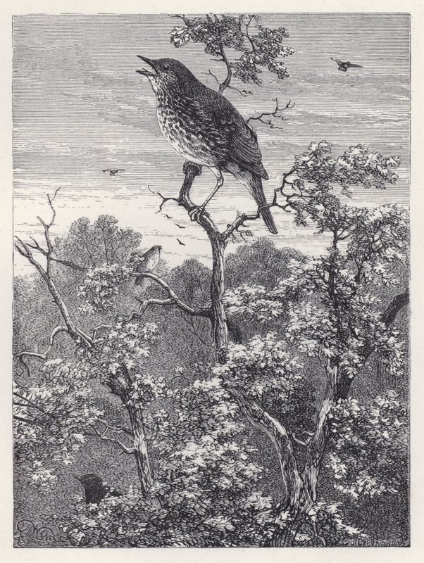 Kuşların Konseri (gravür) by Harrison William Weir