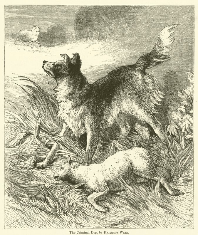 Suçlu Köpek by Harrison William Weir