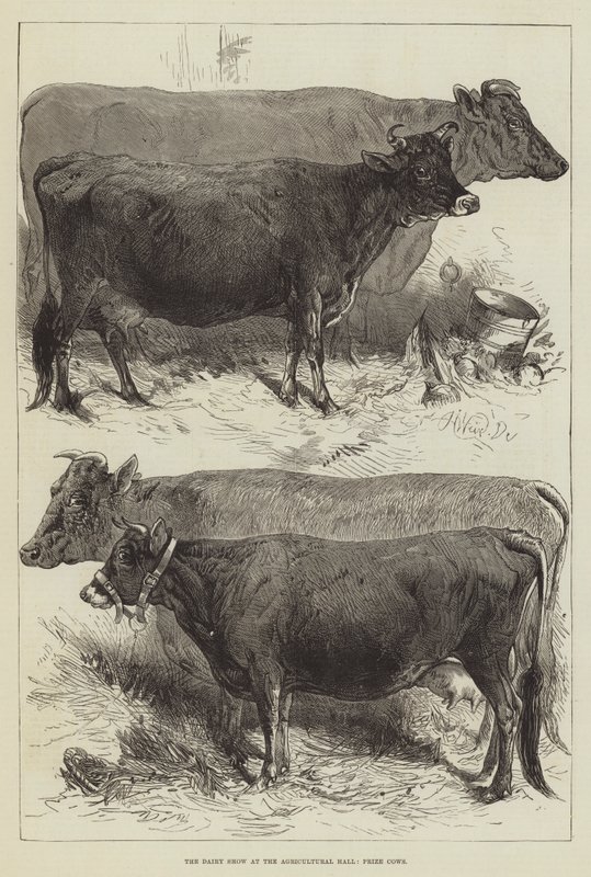 Tarım Salonundaki Süt Gösterisi, Ödül İnekler by Harrison William Weir