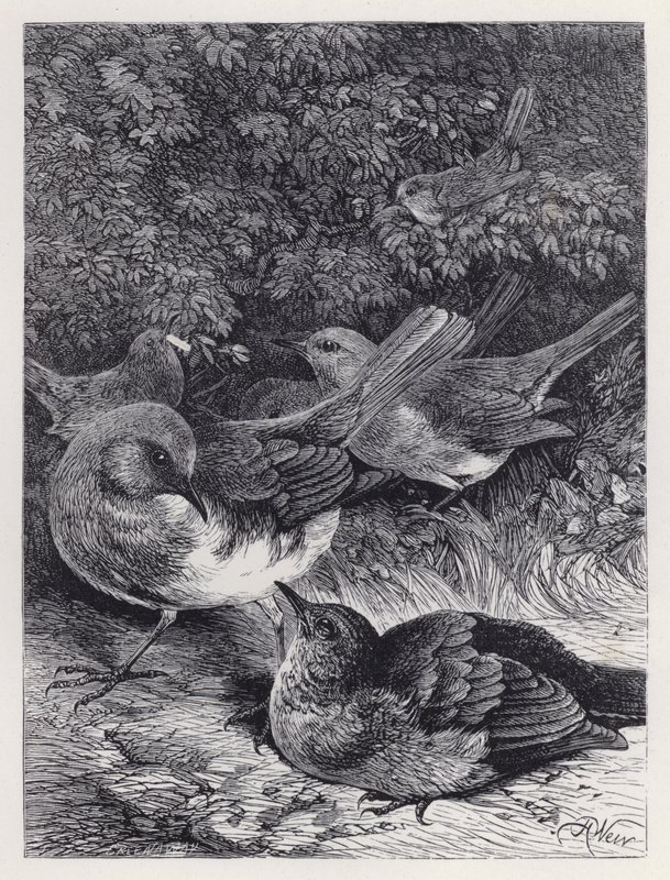 Açgözlü Genç Robin (gravür) by Harrison William Weir