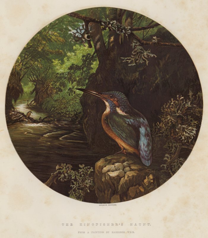 Kingfisher