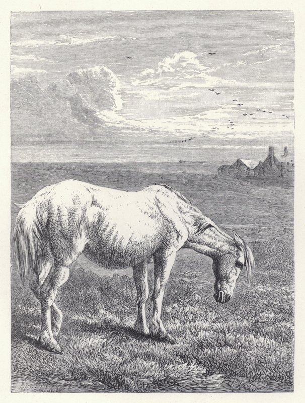 Yaşlı At (gravür) by Harrison William Weir