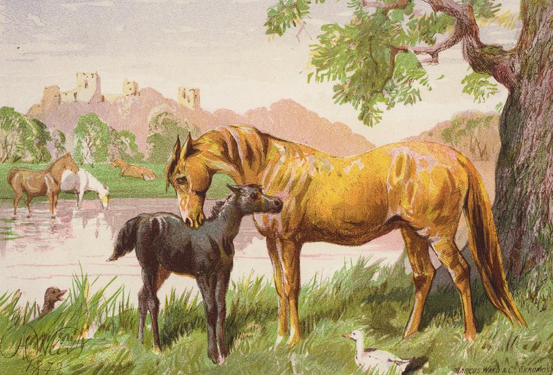  by Harrison William Weir