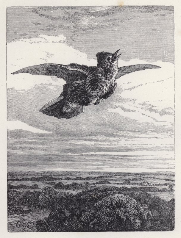 Skylark'ın Şarkısı (gravür) by Harrison William Weir