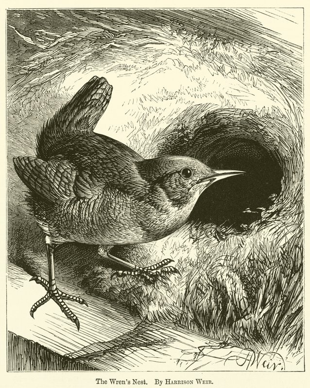 Wrens Yuvası by Harrison William Weir