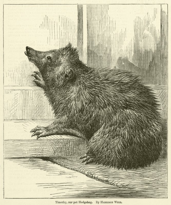 Timothy, evcil hayvanımız Kirpi by Harrison William Weir