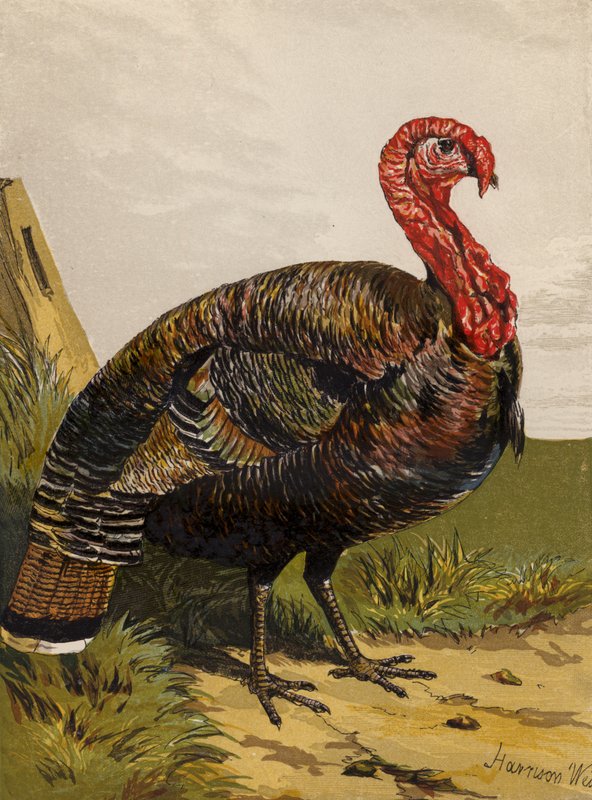 Türkiye (kromolitho) by Harrison William Weir