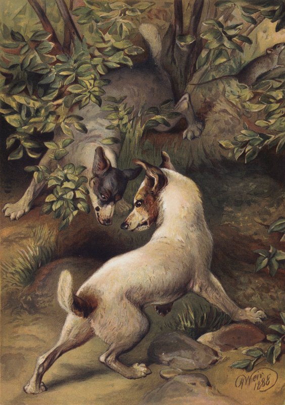 Su içmek için bir havuza ulaşmaya çalışan iki köpek (chromolitho) by Harrison William Weir