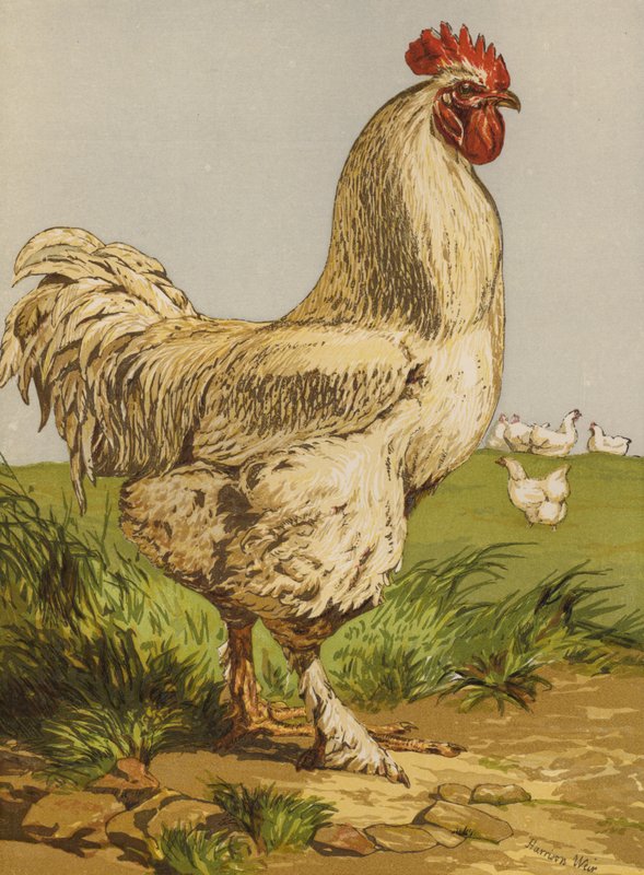 Beyaz Cochin Cock (chromolitho) by Harrison William Weir