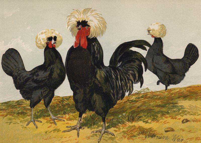 Beyaz Tepeli Siyah Cila (chromolitho) by Harrison William Weir