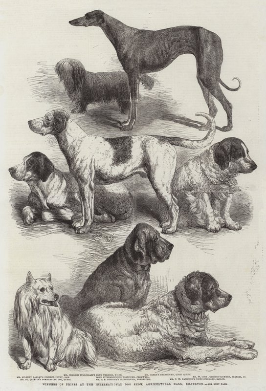 Uluslararası Köpek Gösterisi, Tarım Salonu, Islington