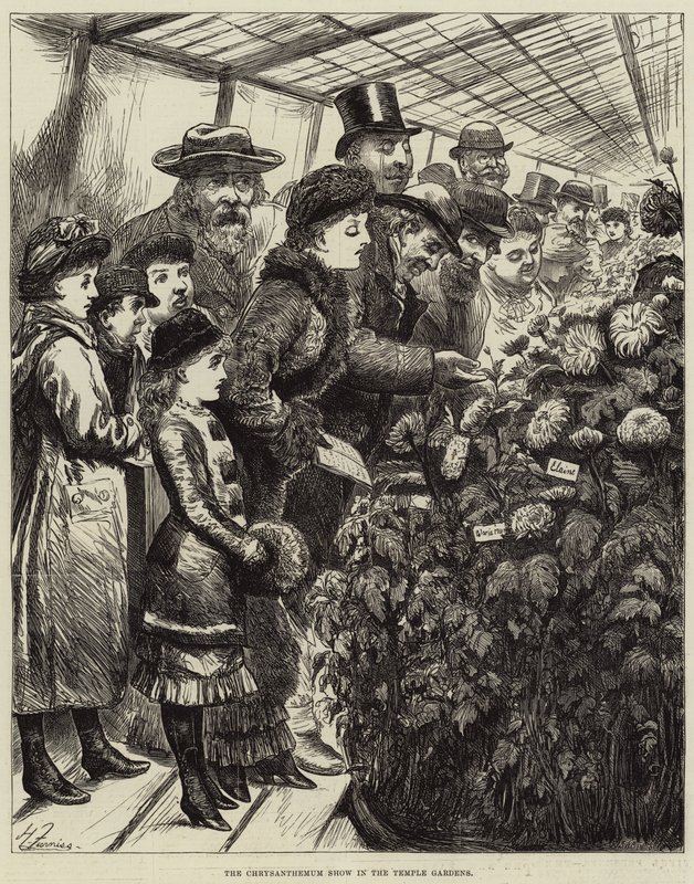 Tapınak Bahçelerinde Krizantem Gösterisi by Harry Furniss