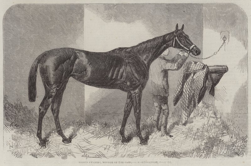 Kahverengi Düşes, Oaks