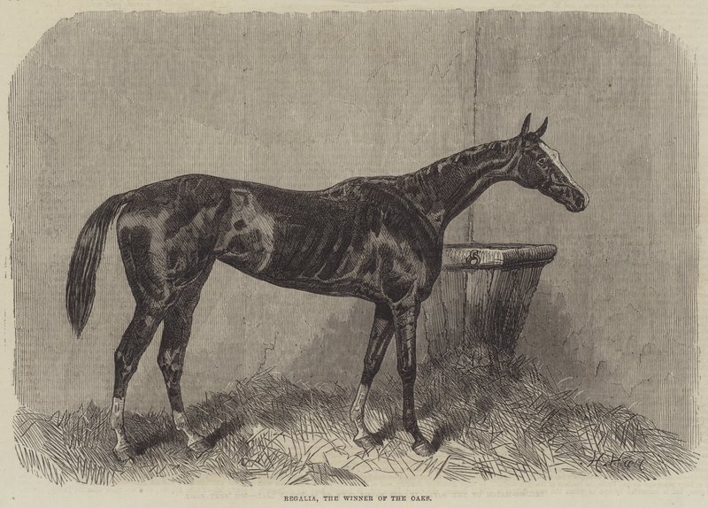 Regalia, Oaks