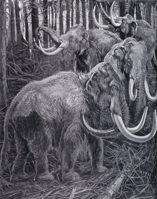 Mamutlar (lito) by Harry Hamilton (after) Johnston