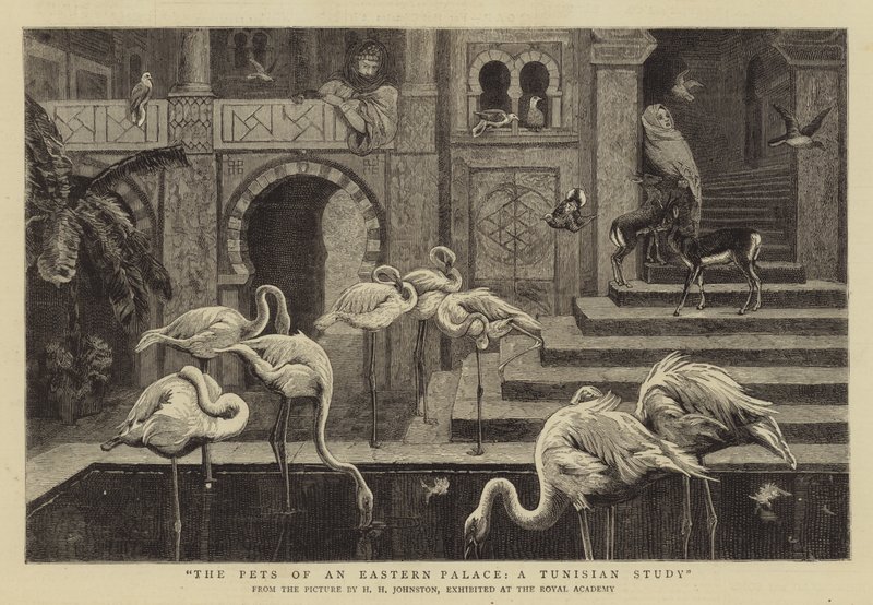 Bir Doğu Sarayının Evcil Hayvanları, Bir Tunus Araştırması by Harry Hamilton Johnston