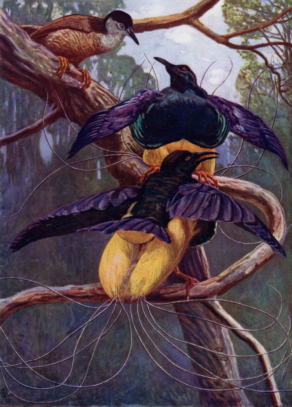 Cennetin Mor ve Altın Kuşu by Harry Hamilton Johnston