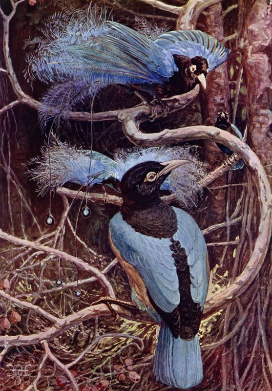 The Blue Bird of Paradise  by Harry Hamilton after Johnston