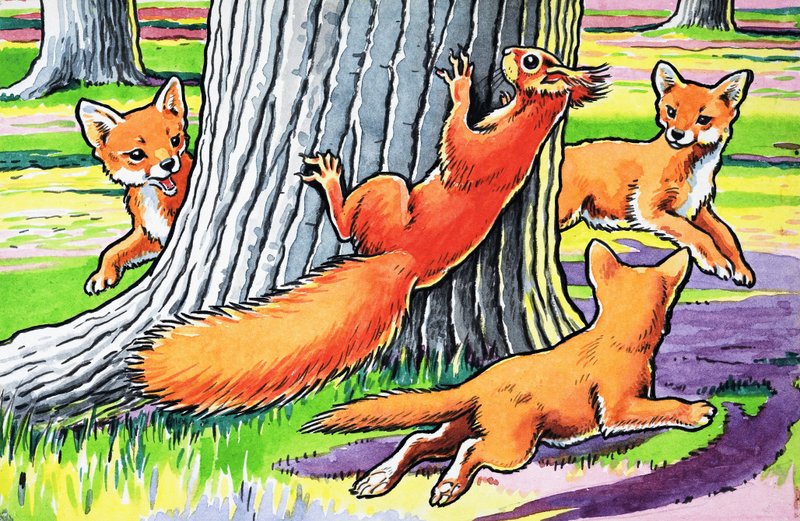 Küçük Kızıl Sincap by Harry M. Pettit
