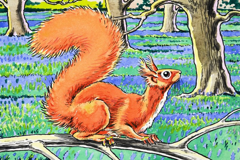 Küçük Kızıl Sincap by Harry M. Pettit