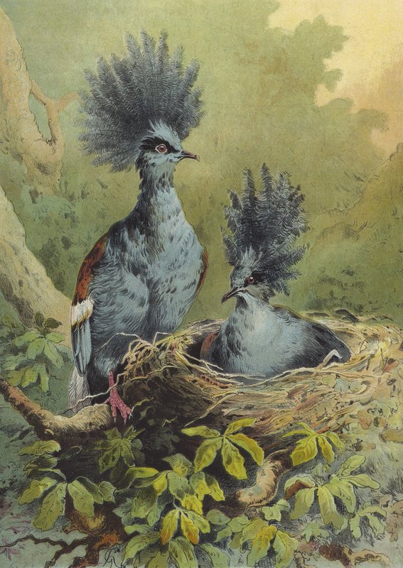 Taçlı güvercin (chromolitho) by Hector Giacomelli