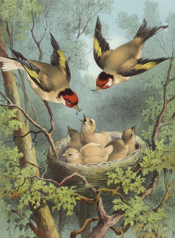 Saka kuşu, yavrularını besliyor (chromolitho) by Hector Giacomelli