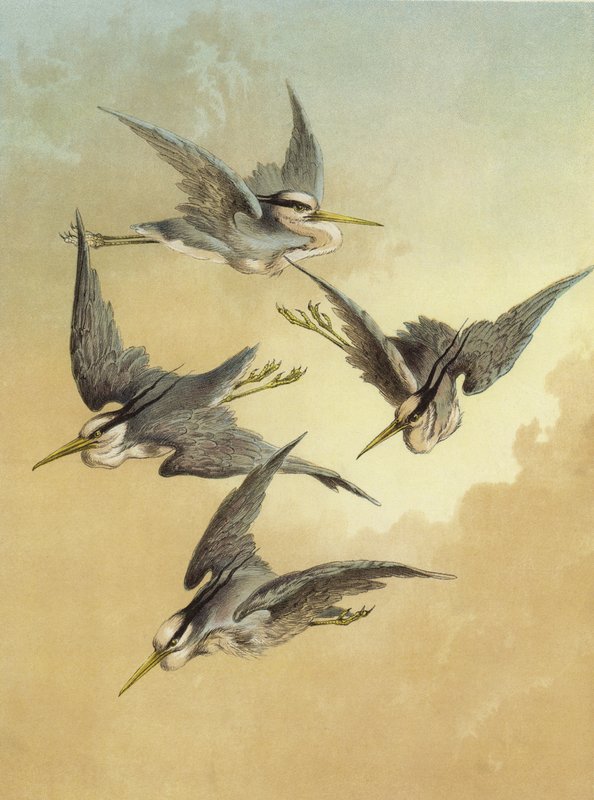 Balıkçıl (kromolitho) by Hector Giacomelli