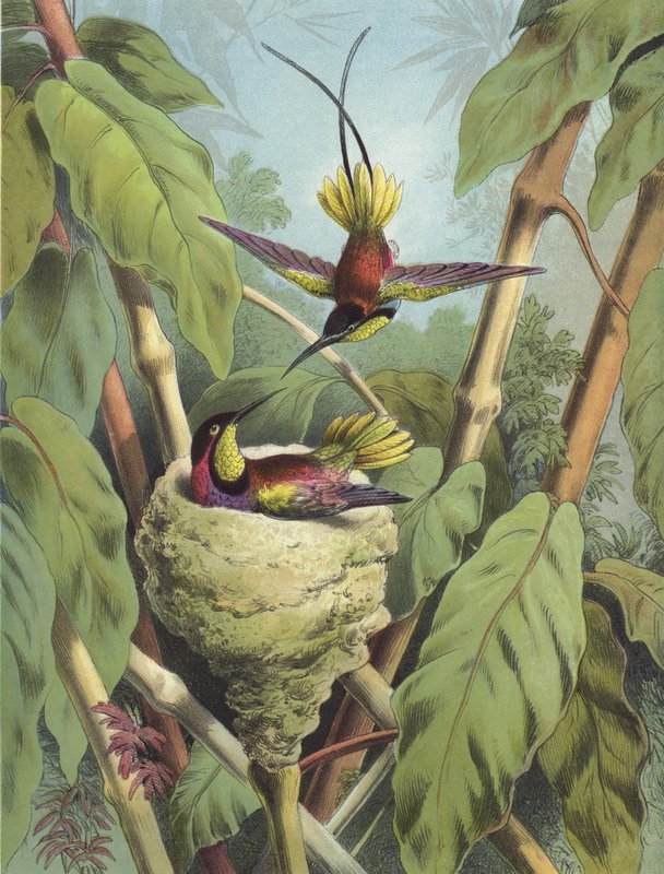 Sinek kuşu (kromolitho) by Hector Giacomelli
