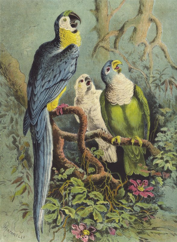 Papağanlar (chromolitho) by Hector Giacomelli