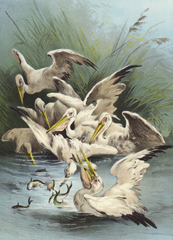 Pelikan besleme (chromolitho) by Hector Giacomelli