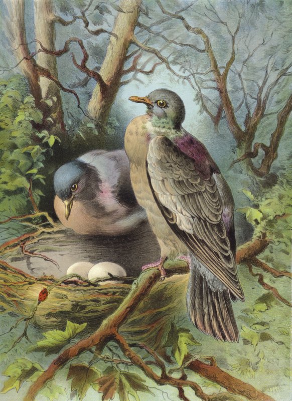Yüzük Güvercini (kromolitho) by Hector Giacomelli