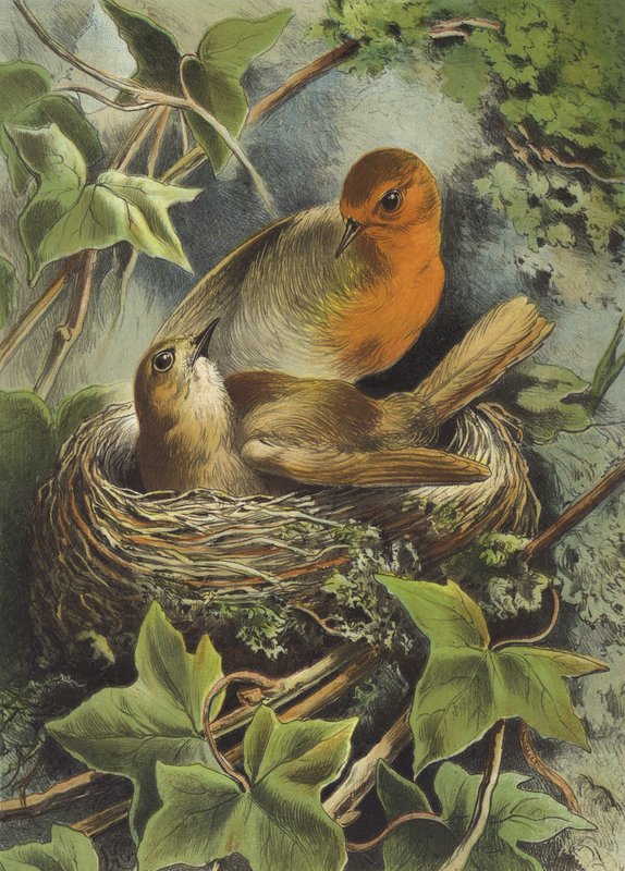 Robin ve yuvası (chromolitho) by Hector Giacomelli