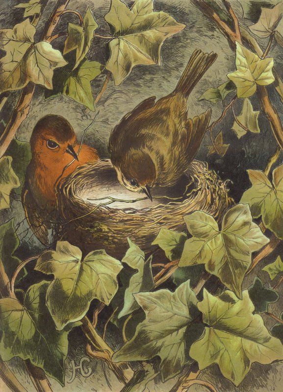 Robin, yuvayı inşa ediyor (chromolitho) by Hector Giacomelli