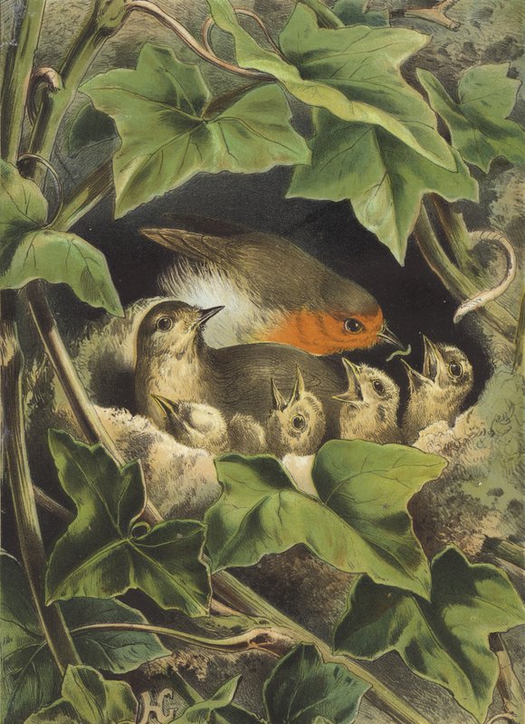 Robin, gençleri besliyor (chromolitho) by Hector Giacomelli