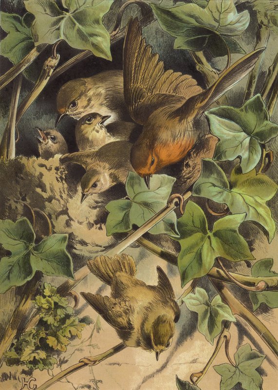 Robin, yuvayı terk ediyor (chromolitho) by Hector Giacomelli