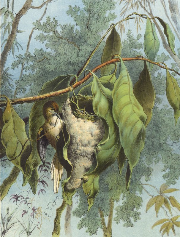 Terzi Kuşu (kromolitho) by Hector Giacomelli
